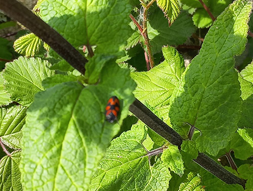 Nouvelles sessions de relevés avec les équipes d’Aéro Biodiversité sur les aéroports de Brest et Quimper
